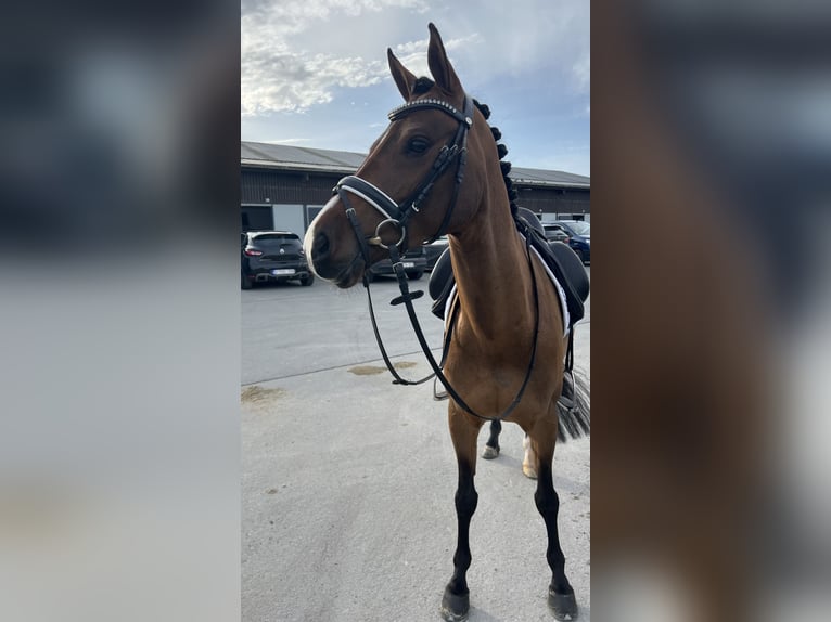 Belgijski wierzchowy Wałach 7 lat 148 cm Gniada in Lokeren