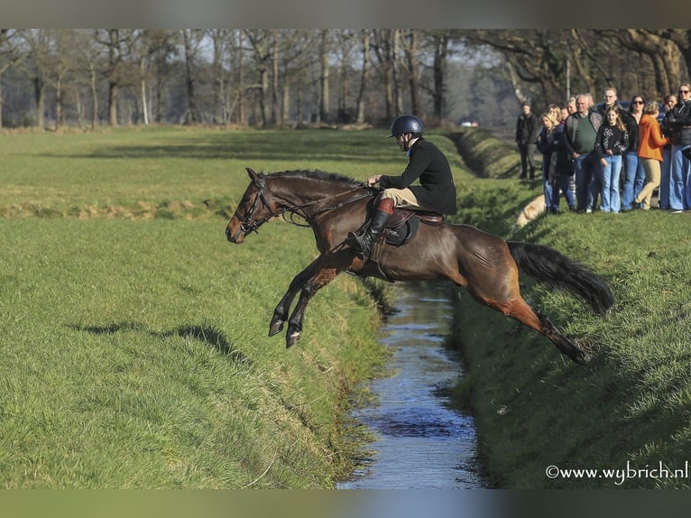 Belgijski wierzchowy Wałach 7 lat 148 cm Gniada in Zutendaal