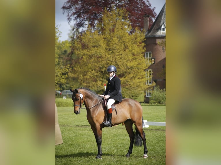 Belgijski wierzchowy Wałach 7 lat 148 cm Gniada in Zutendaal
