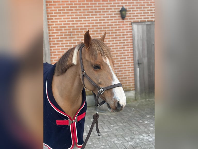 Belgijski wierzchowy Wałach 8 lat 138 cm Srokata in Ravels