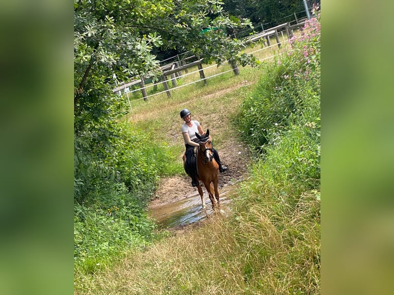 Belgijski wierzchowy Wałach 11 lat 140 cm Kasztanowata in Zeiskam