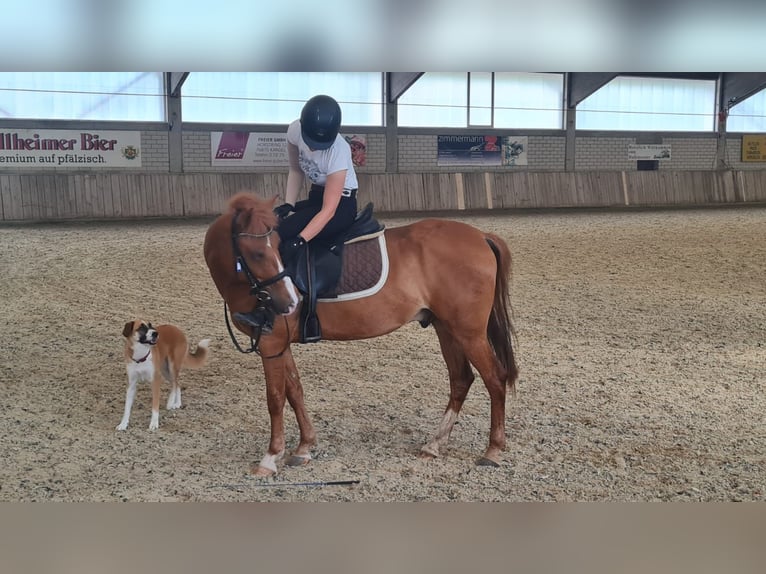 Belgijski wierzchowy Wałach 11 lat 140 cm Kasztanowata in Zeiskam