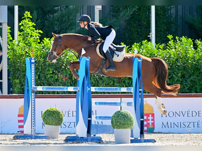 Belgijski wierzchowy Wałach 12 lat 149 cm Ciemnokasztanowata in Tök