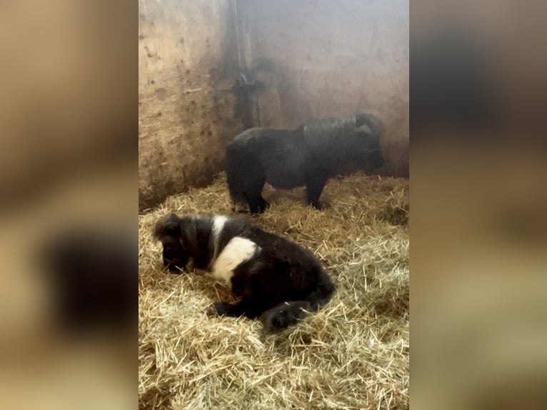 Belgijski wierzchowy Wałach 20 lat 80 cm Gniada in Pelmberg