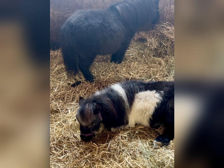 Belgijski wierzchowy Wałach 20 lat 80 cm Gniada in Pelmberg