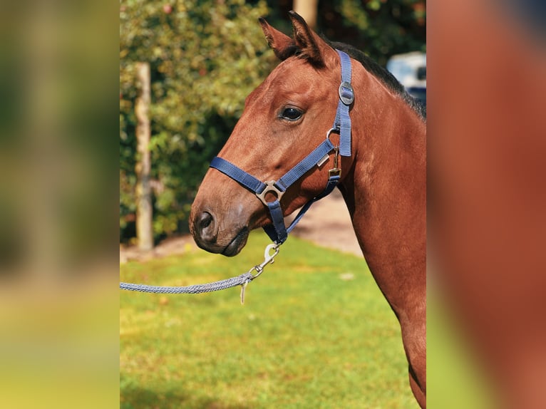 Belgijski wierzchowy Wałach 3 lat 136 cm Gniada in Klein Berßen