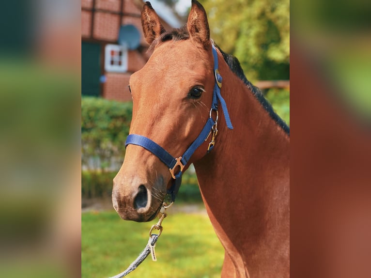 Belgijski wierzchowy Wałach 3 lat 136 cm Gniada in Klein Berßen