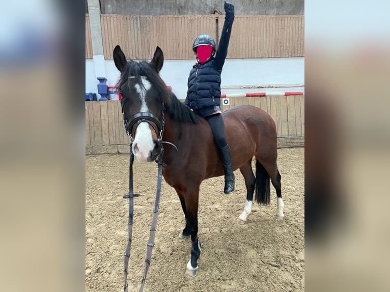 Belgijski wierzchowy Wałach 4 lat 148 cm Gniada in V&#xF6;hl