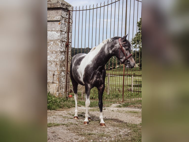 Belgijski wierzchowy Wałach 8 lat 137 cm Siwa in Alençon