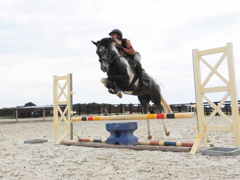 Belgijski wierzchowy Wałach 8 lat 137 cm Siwa in Alençon