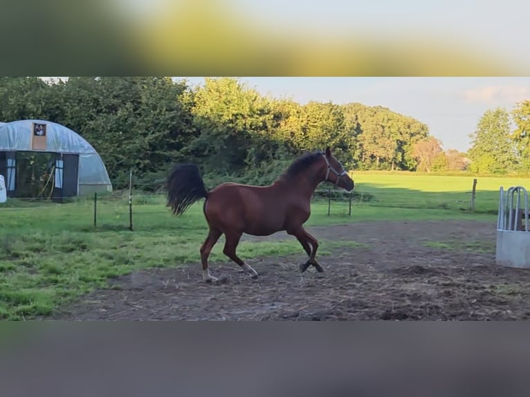 Belgisch Sportpaard Hengst 1 Jaar Bruin in Borne