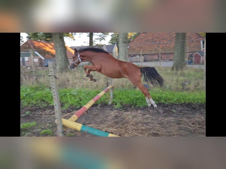 Belgisch Sportpaard Hengst 1 Jaar Bruin in Borne