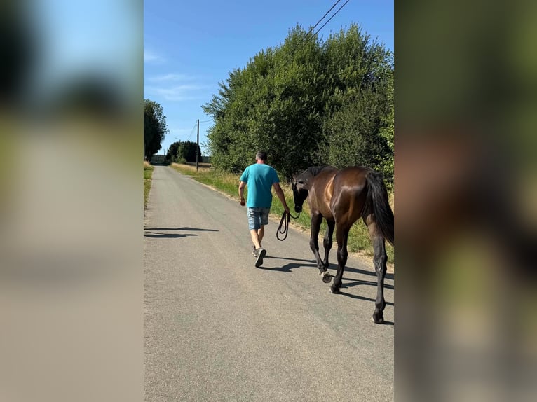 Belgisch Sportpaard Hengst 1 Jaar Donkerbruin in Libramont-Chevigny