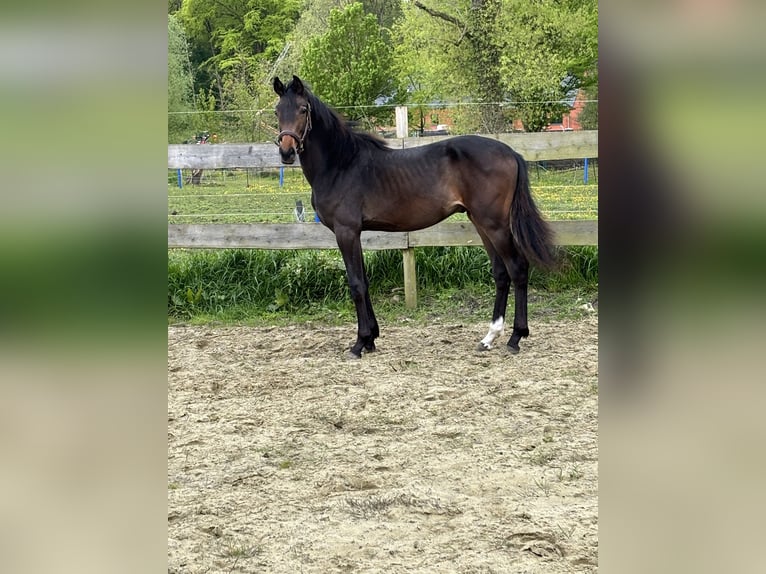 Belgisch Sportpaard Hengst 1 Jaar Zwartbruin in La Louvière