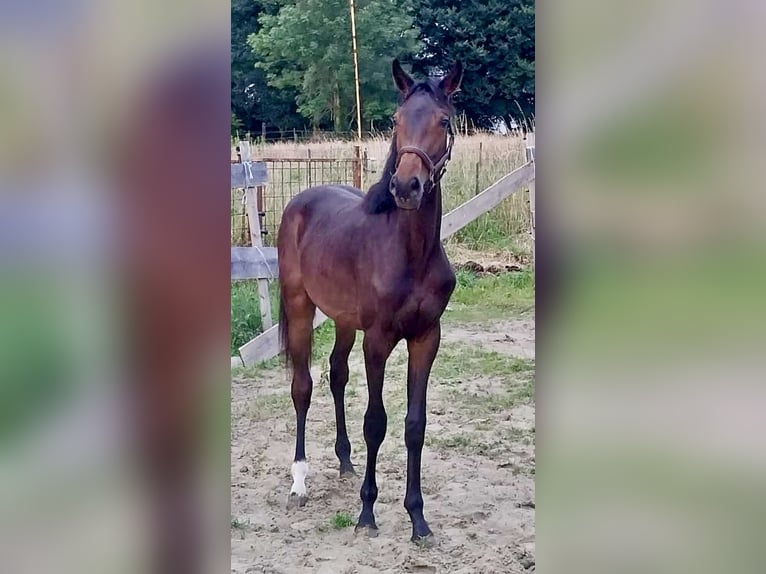 Belgisch Sportpaard Hengst 1 Jaar Zwartbruin in La Louvière