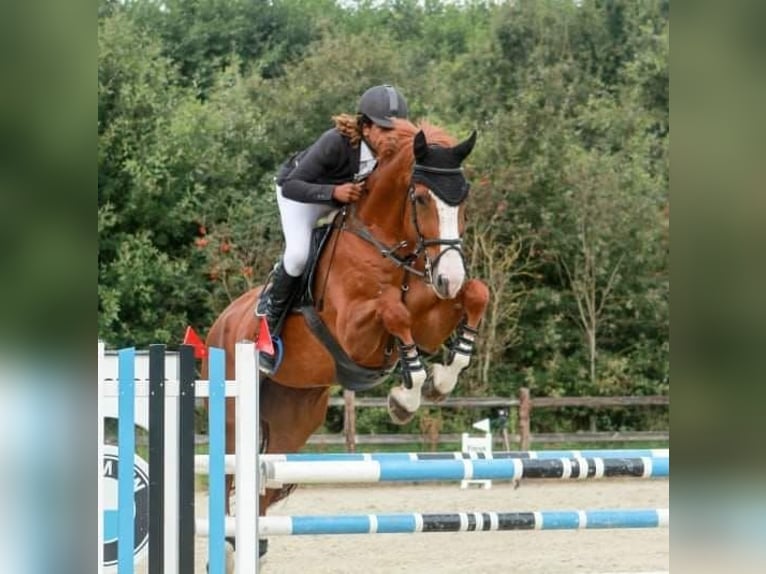 Belgisch Sportpaard Hengst 26 Jaar  in antwepen