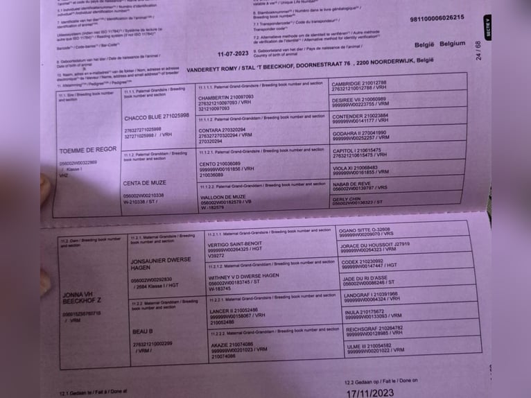 Belgisch Sportpaard Hengst 3 Jaar 167 cm Rood schimmel in Gyula