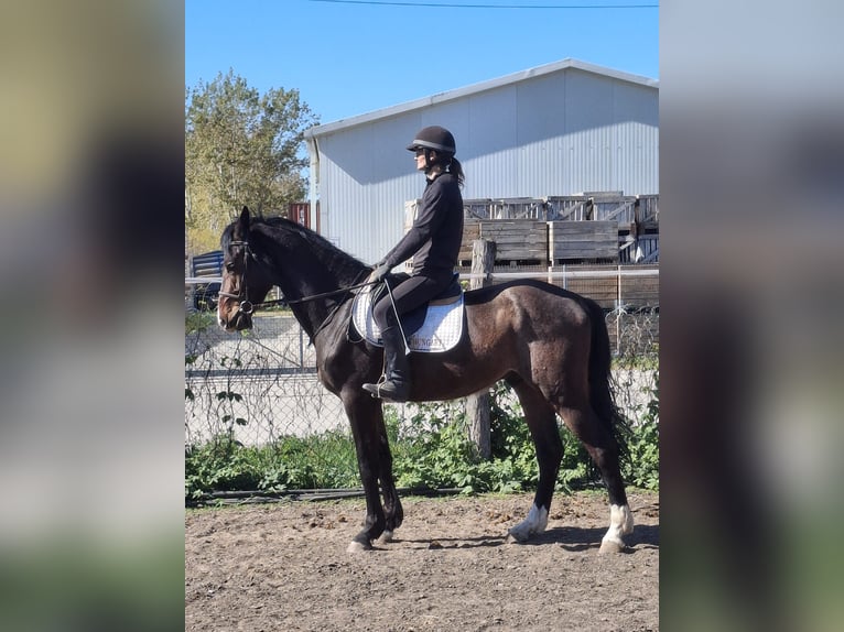 Belgisch Sportpaard Hengst 3 Jaar 170 cm Donkerbruin in Alsónémedi