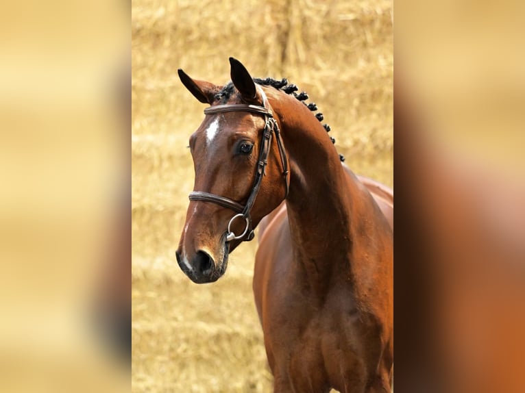 Belgisch Sportpaard Hengst 4 Jaar 165 cm Bruin in Bladel