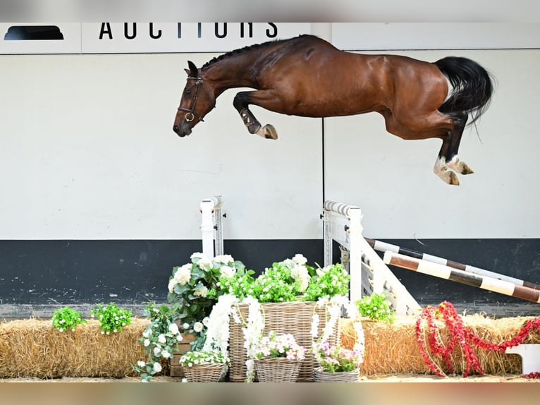 Belgisch Sportpaard Hengst 4 Jaar 165 cm Bruin in Bladel