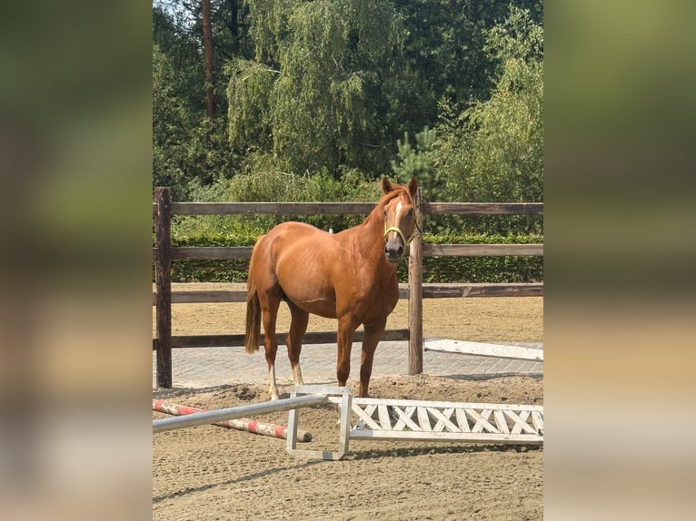 Belgisch Sportpaard Hengst 4 Jaar 166 cm Vos in Merksplas