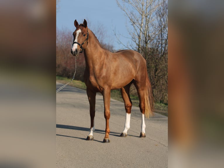 Belgisch Sportpaard Hengst 4 Jaar 169 cm Vos in Hódmezővásárhely