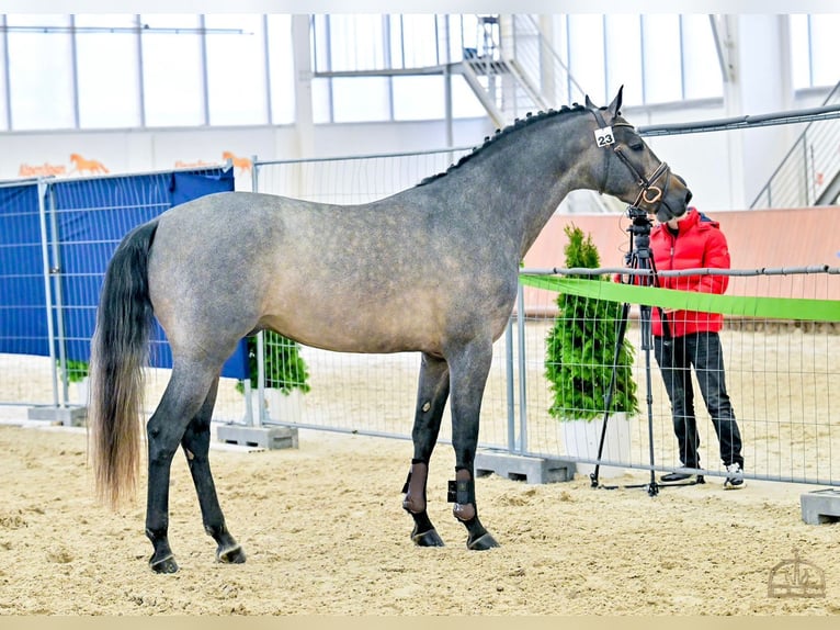 Belgisch Sportpaard Hengst 4 Jaar 172 cm Donkerbruin in Bekescsaba