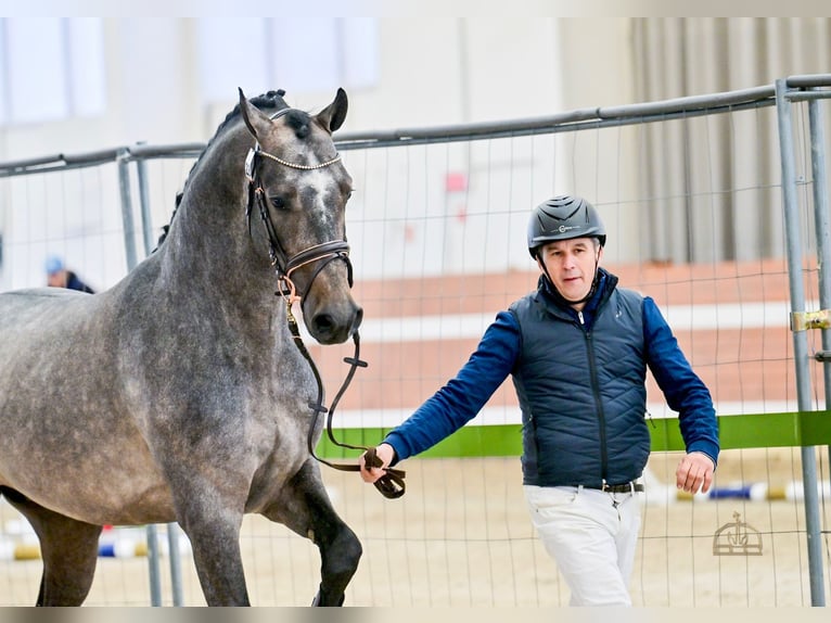 Belgisch Sportpaard Hengst 4 Jaar 172 cm Falbe in Bekescsaba