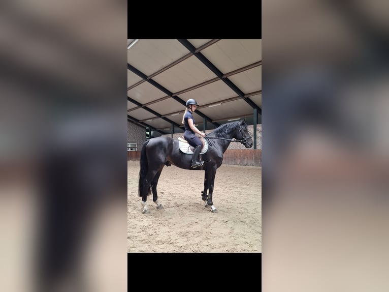 Belgisch Sportpaard Hengst 5 Jaar 174 cm Zwartbruin in Uelsen