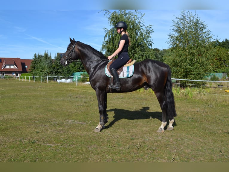 Belgisch Sportpaard Hengst 5 Jaar 174 cm Zwartbruin in Uelsen