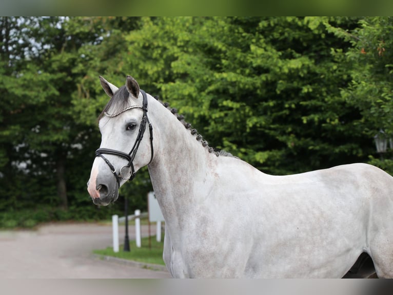 Belgisch Sportpaard Hengst 6 Jaar 167 cm Schimmel in Schwäbisch Hall