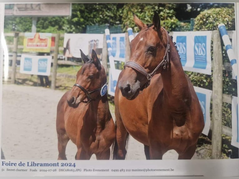 Belgisch Sportpaard Hengst veulen (05/2024) Bruin in Vielsalm