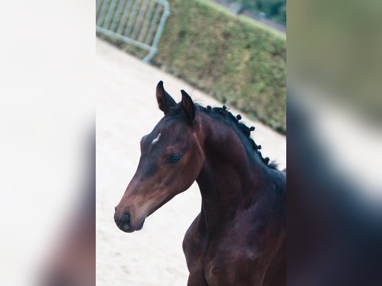 Belgisch Sportpaard Hengst veulen (07/2024) Lichtbruin in Ranst