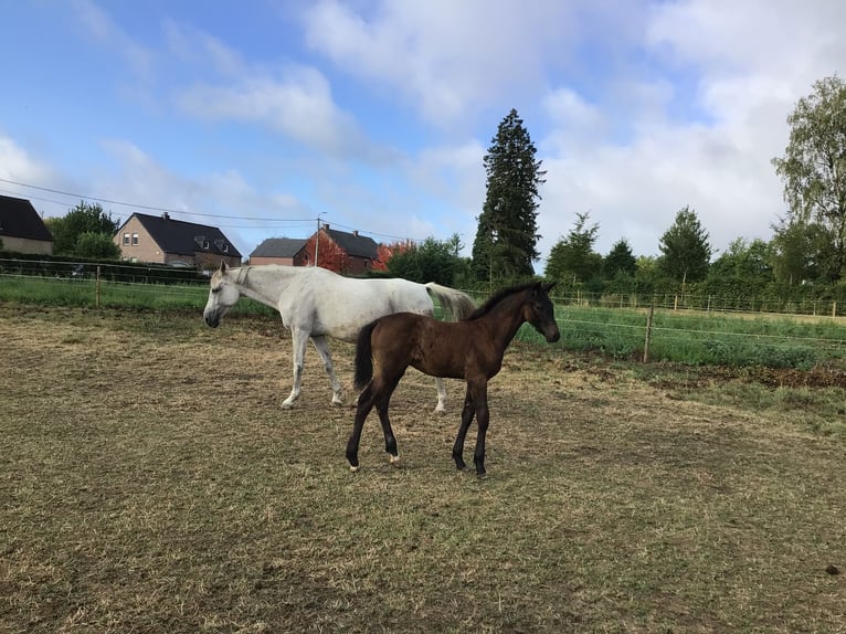 Belgisch Sportpaard Hengst Veulen (05/2026) Zwartbruin in CHARNEUX / HERVE