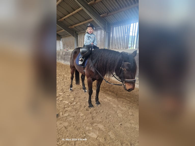 Belgisch Sportpaard Merrie 10 Jaar 160 cm Donkerbruin in Leverkusen