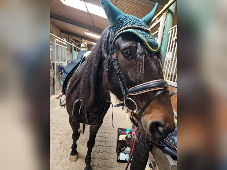 Belgisch Sportpaard Merrie 10 Jaar 160 cm Donkerbruin in Leverkusen