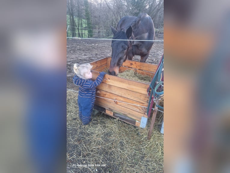 Belgisch Sportpaard Merrie 10 Jaar 160 cm Donkerbruin in Leverkusen