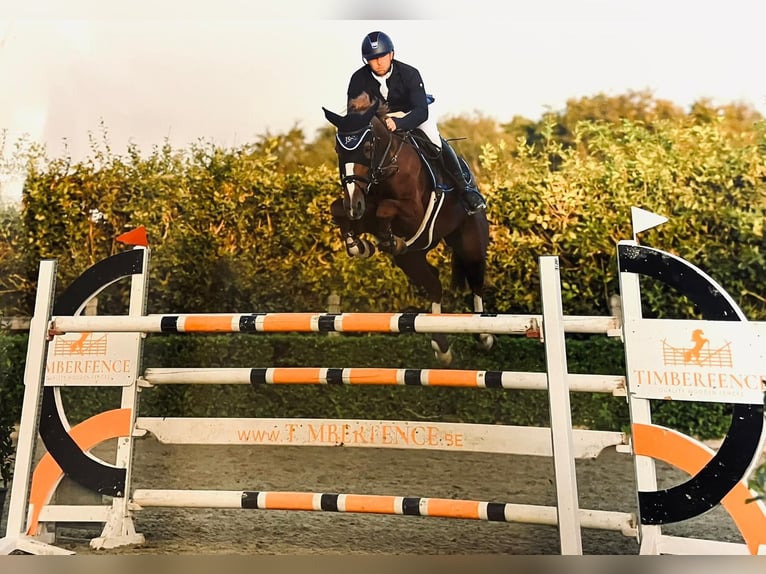 Belgisch Sportpaard Merrie 10 Jaar 160 cm Vos in Oosteeklo