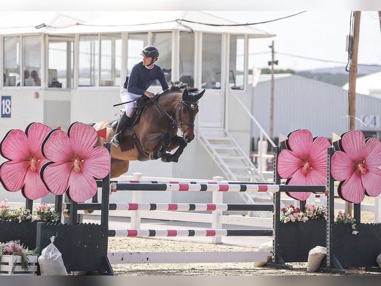 Belgisch Sportpaard Merrie 10 Jaar 167 cm Roodbruin in Zandhoven