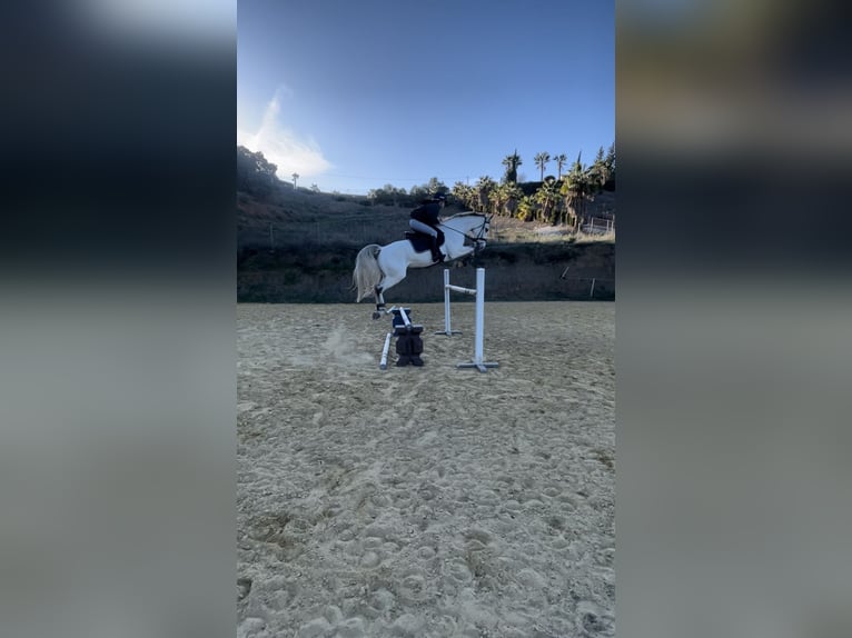 Belgisch Sportpaard Merrie 10 Jaar 168 cm Schimmel in Marbella