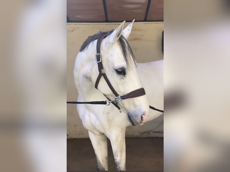 Belgisch Sportpaard Merrie 10 Jaar 168 cm Schimmel in Marbella