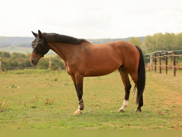 Belgisch Sportpaard Merrie 10 Jaar 173 cm Bruin in Villers-la-Chèvre
