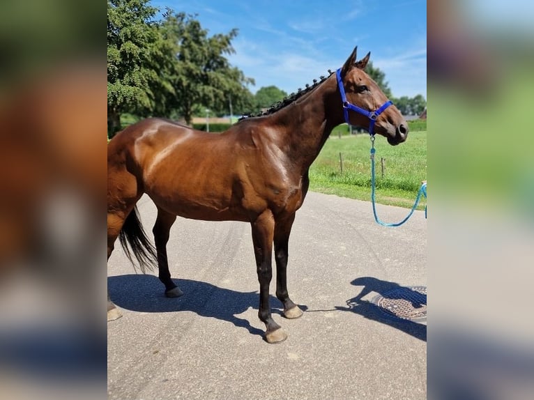 Belgisch Sportpaard Mix Merrie 11 Jaar 161 cm Bruin in Kaldenkirchen