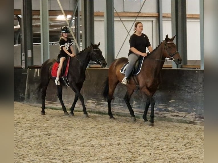 Belgisch Sportpaard Mix Merrie 11 Jaar 161 cm Bruin in Kaldenkirchen