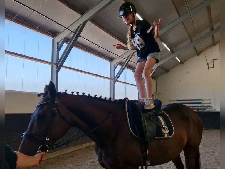 Belgisch Sportpaard Mix Merrie 11 Jaar 161 cm Bruin in Kaldenkirchen