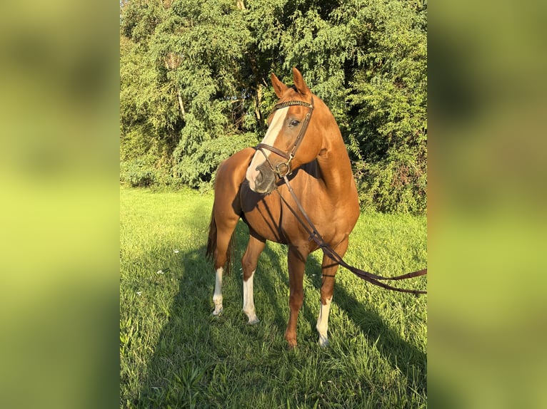 Belgisch Sportpaard Merrie 11 Jaar 168 cm Vos in Stolberg (Rheinland)