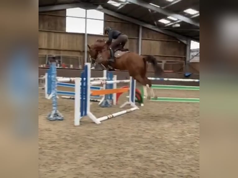 Belgisch Sportpaard Merrie 11 Jaar 168 cm Vos in Stolberg (Rheinland)