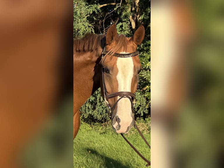 Belgisch Sportpaard Merrie 11 Jaar 168 cm Vos in Stolberg (Rheinland)
