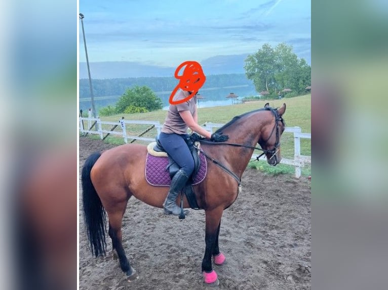 Belgisch Sportpaard Merrie 11 Jaar 170 cm Roodbruin in Stęszew