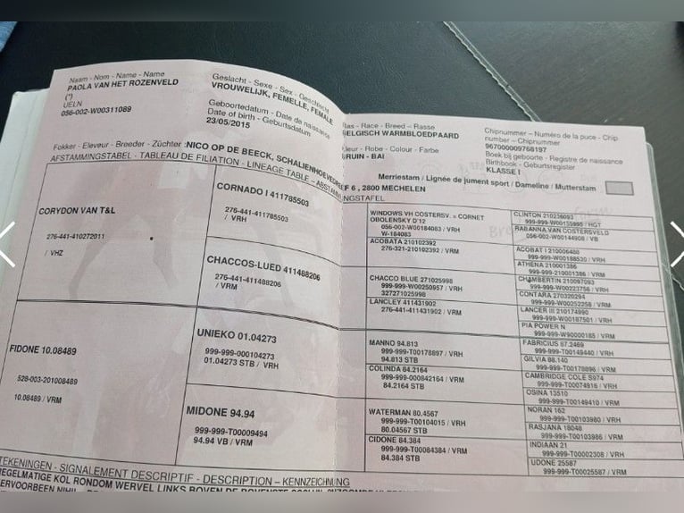 Belgisch Sportpaard Merrie 11 Jaar 170 cm Roodbruin in Stęszew